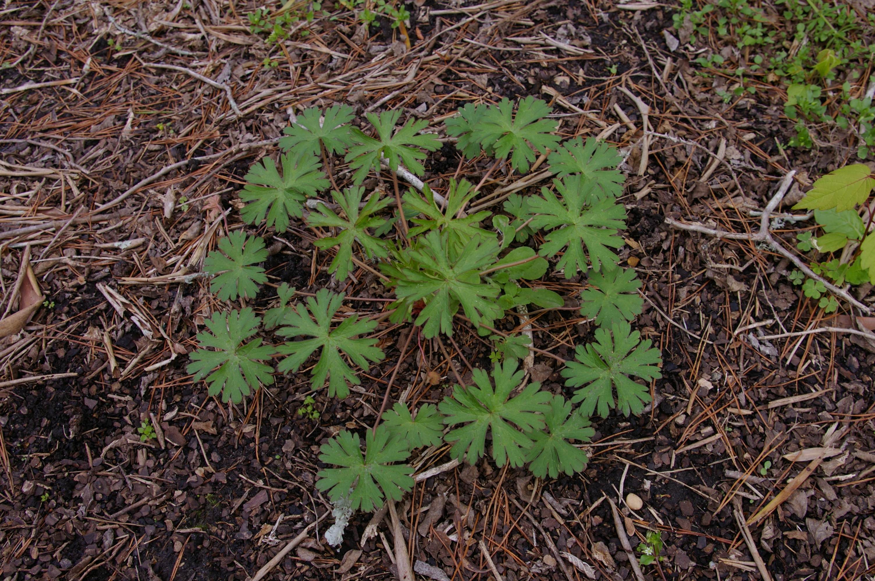 wild geraniumJPG